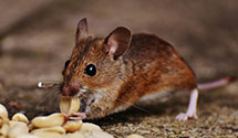 24 Hour & Emergency Exterminators in Big Creek, MS